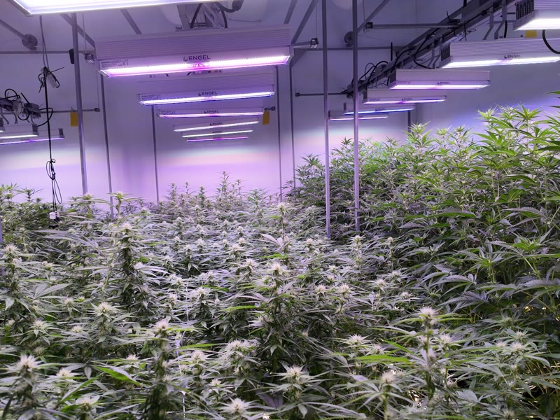 Indoor-Anlage mit LEDs und Dosatron